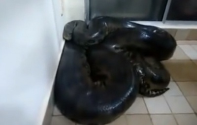 Хлопець випадково знайшов у хаті велетенську змію