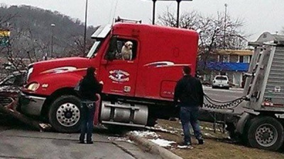 Лабрадор за кермом вантажівки влаштував аварію в Міннесоті