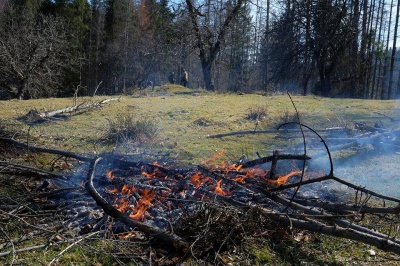 Лісники показали дерева, через які змушені були знищити водоспад на Буковині (ФОТО)