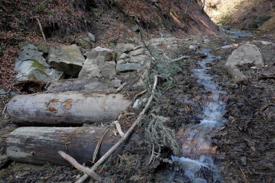 Лісники показали дерева, через які змушені були знищити водоспад на Буковині (ФОТО)