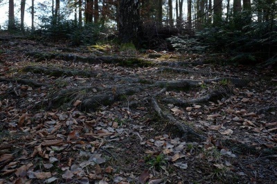 Лісники показали дерева, через які змушені були знищити водоспад на Буковині (ФОТО)