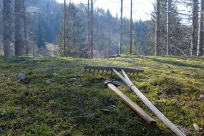 Лісники показали дерева, через які змушені були знищити водоспад на Буковині (ФОТО)