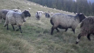 Буковинці знайшли, де збувати овечу вовну 