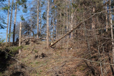 Ліси на Буковині всихають через потепління, а потепління - від вирубки лісів