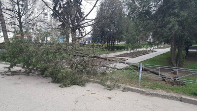 У Чернівцях  негода повалила кілька дерев