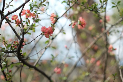 У Ботанічному саду ЧНУ зацвіли магнолії та нарциси з ароматом дощу (ФОТО)