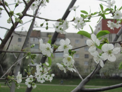 У Чернівцях у шкільному дендропарку буяє весна (ФОТО)