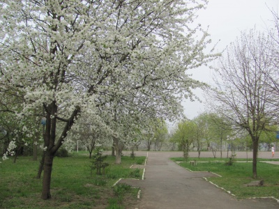 У Чернівцях у шкільному дендропарку буяє весна (ФОТО)