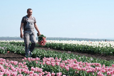 На Буковині розцвіло тюльпанове поле (ФОТО)
