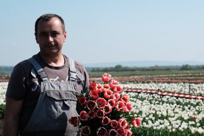 На Буковині розцвіло тюльпанове поле (ФОТО)