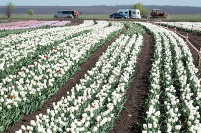 На Буковині розцвіло тюльпанове поле (ФОТО)