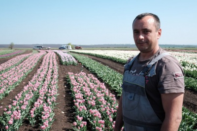 Помилуватися тюльпановим полем у Лужанах можна ще протягом 4-5 днів (ФОТО)