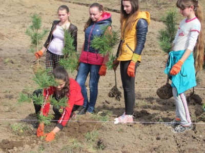 На Буковині створили 32 гектари лісів (ФОТО)