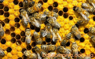 Понад 400 бджолиних сімей загинули на Буковині через кроплення садів