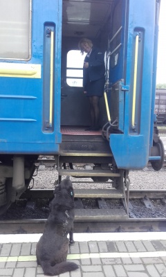 У Чернівцях собака щоразу зустрічає провідників потяга з Одеси (ФОТО)