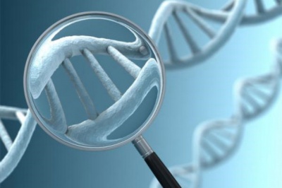 У Японії дозволили генетичну модифікацію людських ембріонів
