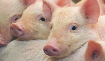 На Буковині зафіксували два випадки африканської чуми свиней