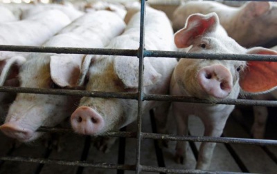 На Хотинщині оголошено карантин, заборонено продаж тварин