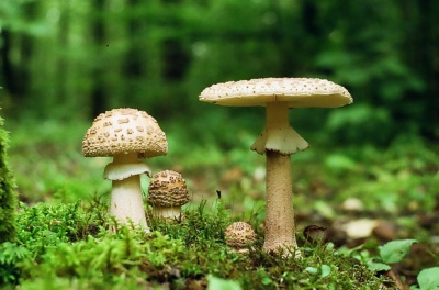 У червні грибами отруїлися вже 8 буковинців