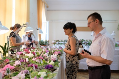 У краєзнавчому музеї Чернівців відкрили виставку фіалок (ФОТО)