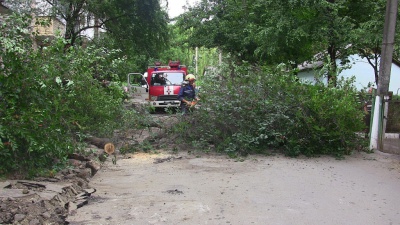 У Чернівцях на бульварі дерево впало на дорогу