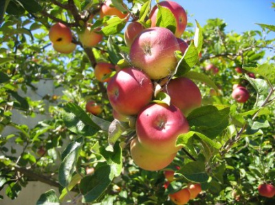 Буковинські фермери досі не можуть продати минулорічні яблука