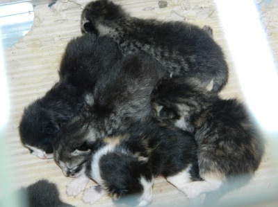 У притулку для тварин у Чернівцях роздають собак та котів (ФОТО)