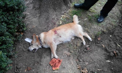 У Чернівцях застрелили собаку - поліція розслідуватиме справу (ФОТО)