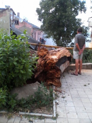 У центрі Чернівців дерево збило стовп і позбавило світла цілий район