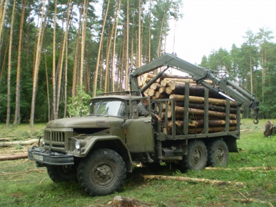 Прокуратура повідомила про масові обшуки у лісгоспах Буковини