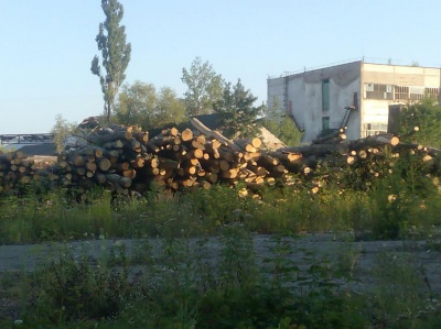 На Буковині СБУ викрила керівників п’яти лісгоспів у розкраданні деревини