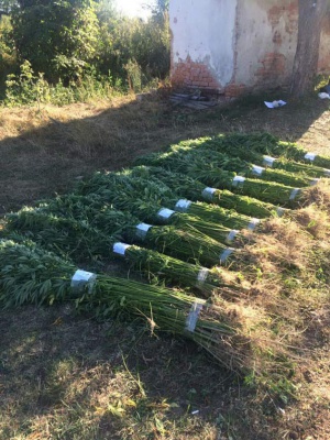 На Буковині поліція виявила рекордну плантацію коноплі (ФОТО)