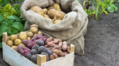 Урожай овочів на Буковині поганий: можуть зрости ціни