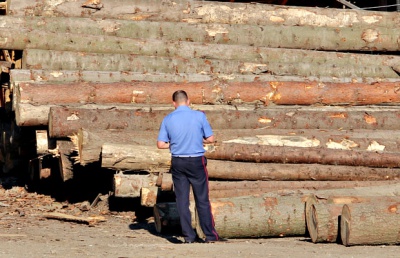 Буковинці повідомили поліцію про немаркований ліс на одній з пилорам