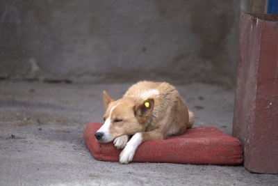 У Чернівцях шукають волонтерів для підрахунку вуличних собак