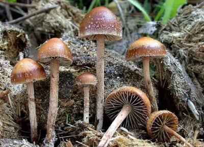 На Буковині знову отруїлися грибами