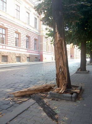 У центрі Чернівців аварійне дерево "готується" впасти на проїжджу частину (ФОТО)