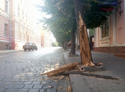 У центрі Чернівців аварійне дерево "готується" впасти на проїжджу частину (ФОТО)