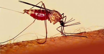 У Чернівцях студент захворів на малярію