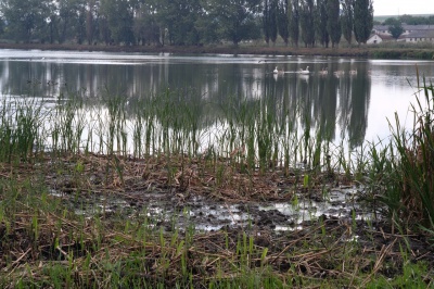 У селі на Буковині повністю висохли шість ставів, де водилася риба (ФОТО)