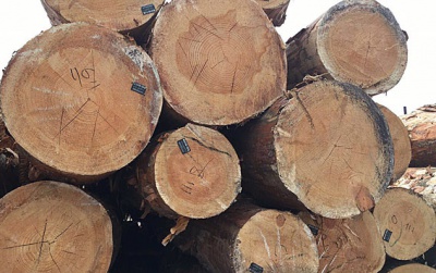 У Мінагрополітики вважають, що мораторій на експорт лісу стимулює контрабанду