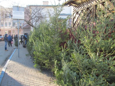 Лісництва на Буковині продаватимуть новорічні дерева вже за два тижні