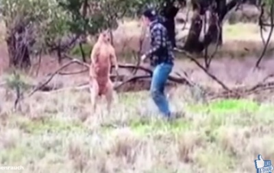 Хіт мережі: Австралієць побився з кенгуру через пса (ВІДЕО)