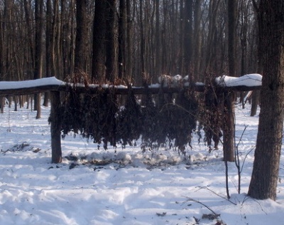 Для тварин у лісах Буковини на зиму заготовлено корми