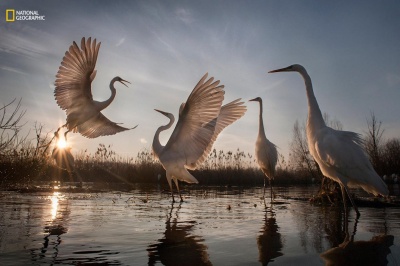 Світлини, що вражають: National Geographic обрав найкращого фотографа року(ФОТО)