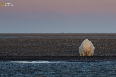 Світлини, що вражають: National Geographic обрав найкращого фотографа року(ФОТО)