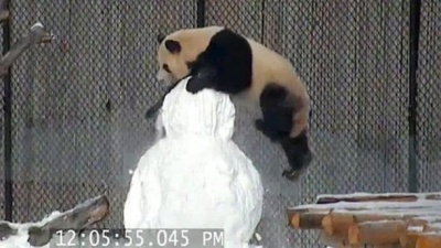Як велика панда змагається зі сніговиком: курйозне відео