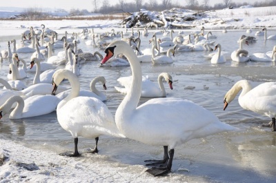 Кількість загиблих лебедів на ставку у Чорториї зросла до 21