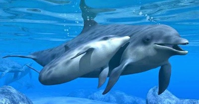 В Японії з акваріума втекли дельфіни