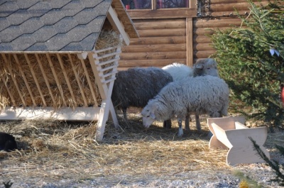 Фахівці розповіли, чи мерзнуть вівці й фазани на Соборній площі Чернівців